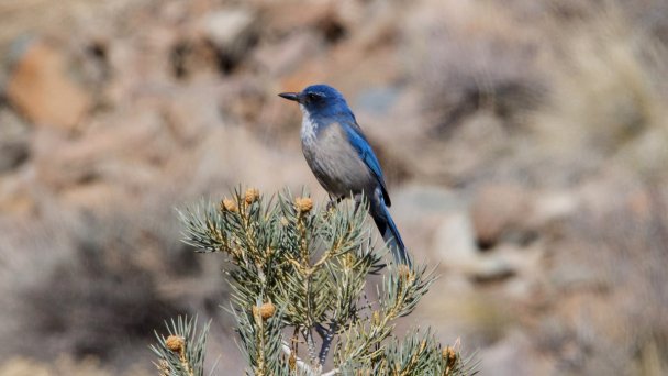 Калифорнийская кустарниковая сойка (Фото eBirds)