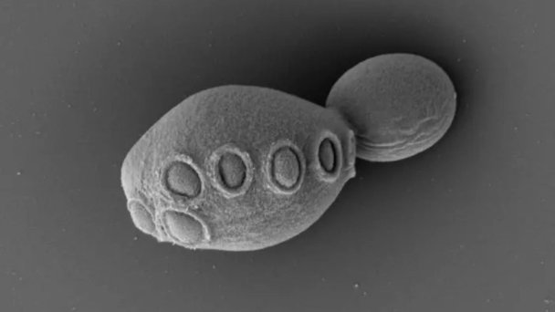 Фото Cell / Zhao et al.