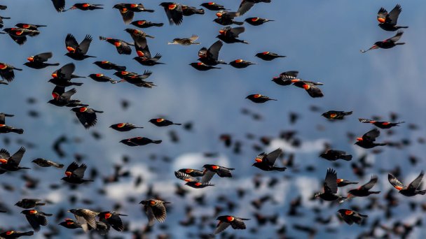 Стая сельскохозяйственных вредителей — черные трупиалы (Фото Getty Images)