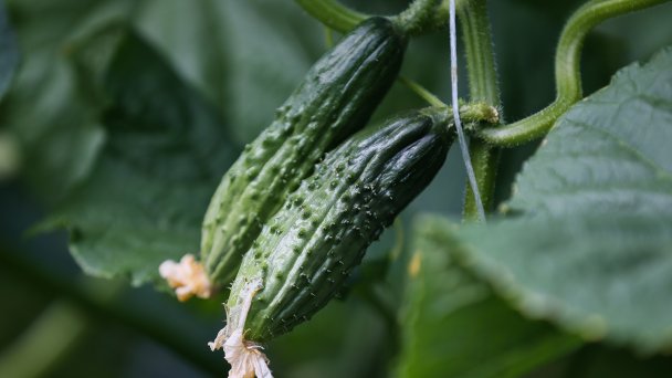 Фото Дмитрия Феоктистова / ТАСС