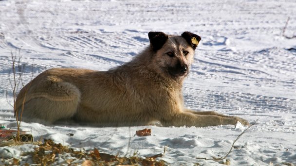 Фото Евгения Епанчинцева / ТАСС