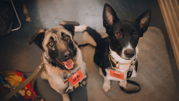 Woof Fest (Фото DR)