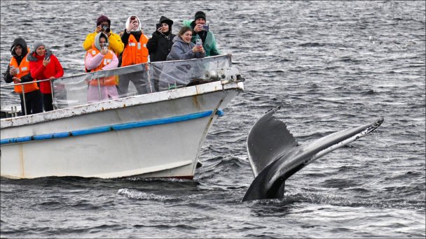 Горбатый кит в Баренцевом море (Фото Льва Федосеева / ТАСС)