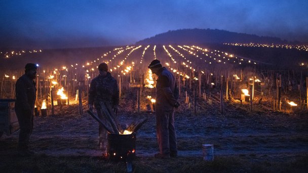 Обогрев виноградников в холодную погоду (Фото Сергея Мальгавко / ТАСС)