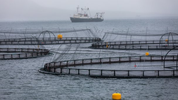 Лососевые фермы в Баренцевом море (Фото Максима Стулов / Ведомости / ТАСС)