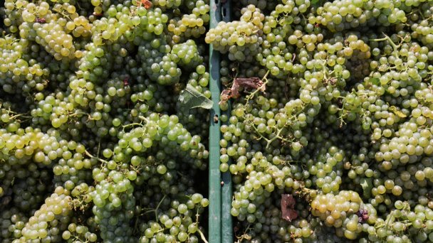 Фото Дмитрий Феоктистов / ТАСС