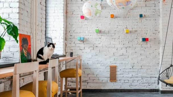 Фото «Котобюро»