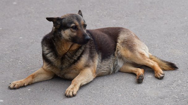 Фото Эрика Романенко / ТАСС