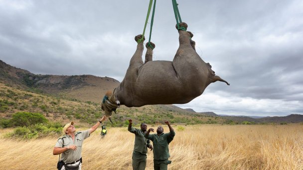 Транспортировка носорога вверх ногами (Фото Martin Harvey / Getty Images)