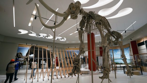 Сотни скелетов мамонтов обнаружены к северу от Мехико (Фото EPA / TASS)