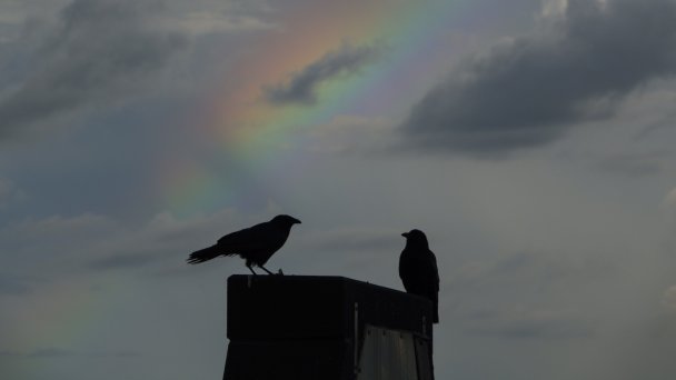 Фото Kevin Carter / Getty Images