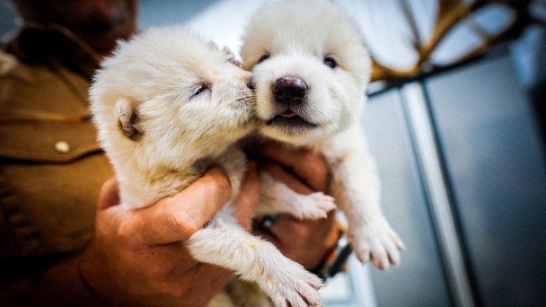 Щенки вымершего вида ужасных волков (лютоволков), воссозданные Colossal Biosciences (Фото Colossal Biosciences / TASS)