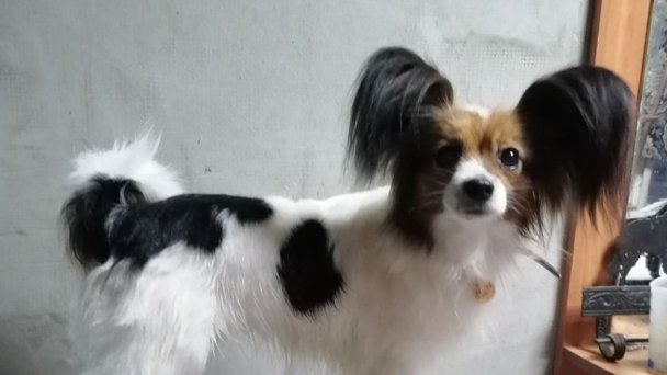 Собака Шура (Фото DR)