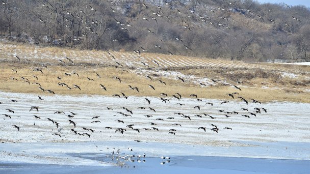 Фото DMZ Ecology Research Institute