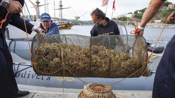 Погружение винограда в соленую морскую воду (Фото DR)