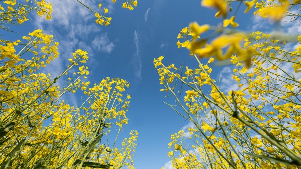Фото Silas Stein / dpa
