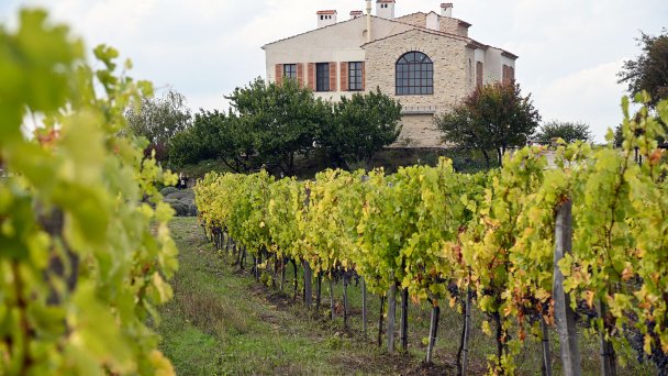 Виноградники на винодельне (Фото Игоря Онучина / ТАСС)