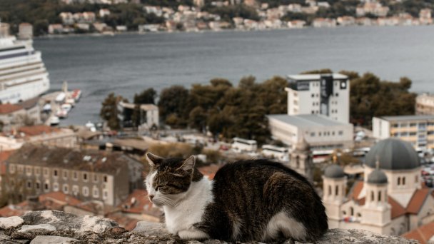 На берегу Боко-Которского залива (Фото Viktoriia Kondratiuk / Pixels)