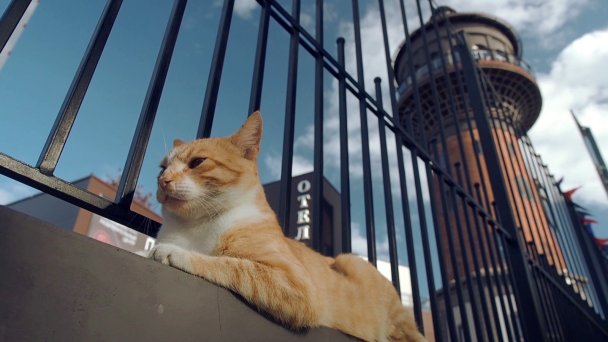 Кот-смотритель музея кошек Семен Семенович (Фото DR)