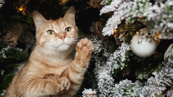 «Санта для хвоста»