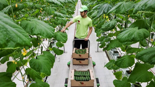 Выращивание огурцов на территории тепличного комбината (Фото Дмитрия Феоктистова / ТАСС)