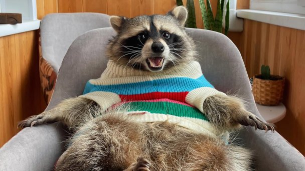 Енот Тёма (Фото DR)