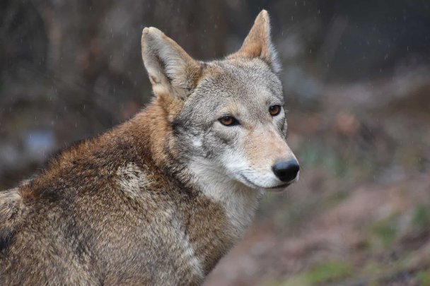 Красный волк (Wild WNC)