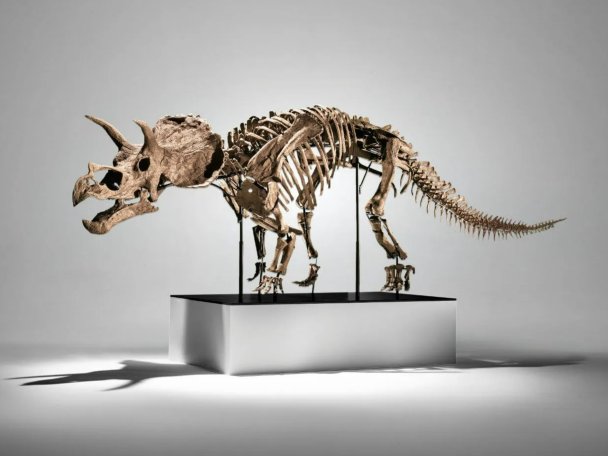 Скелет трицератопса (Phillips)