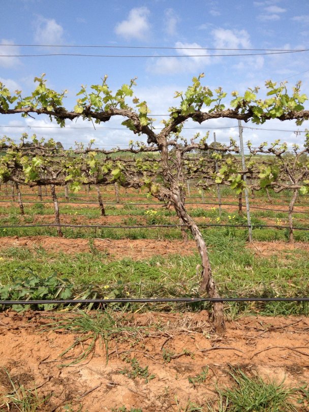 Южная Австралия, долина Баросса. Фото Игоря Сердюка
