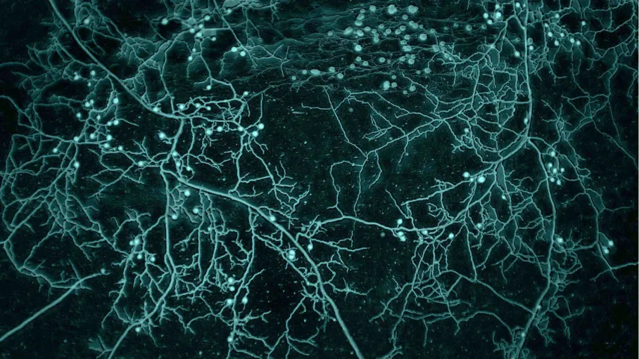 Иллюстрация Toby Kiers / Twitter