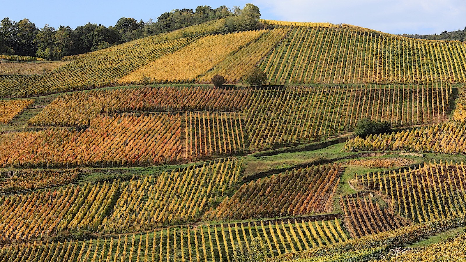 Цена Grand Cru: почему в эпоху глобального перепроизводства виноградники  дорожают | Forbes.ru