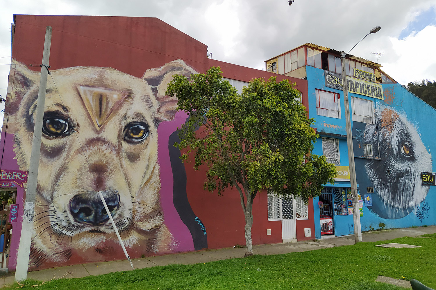 Одна вокруг света: болезнь собаки Греты и арт-район среди трущоб Боготы |  Forbes Woman