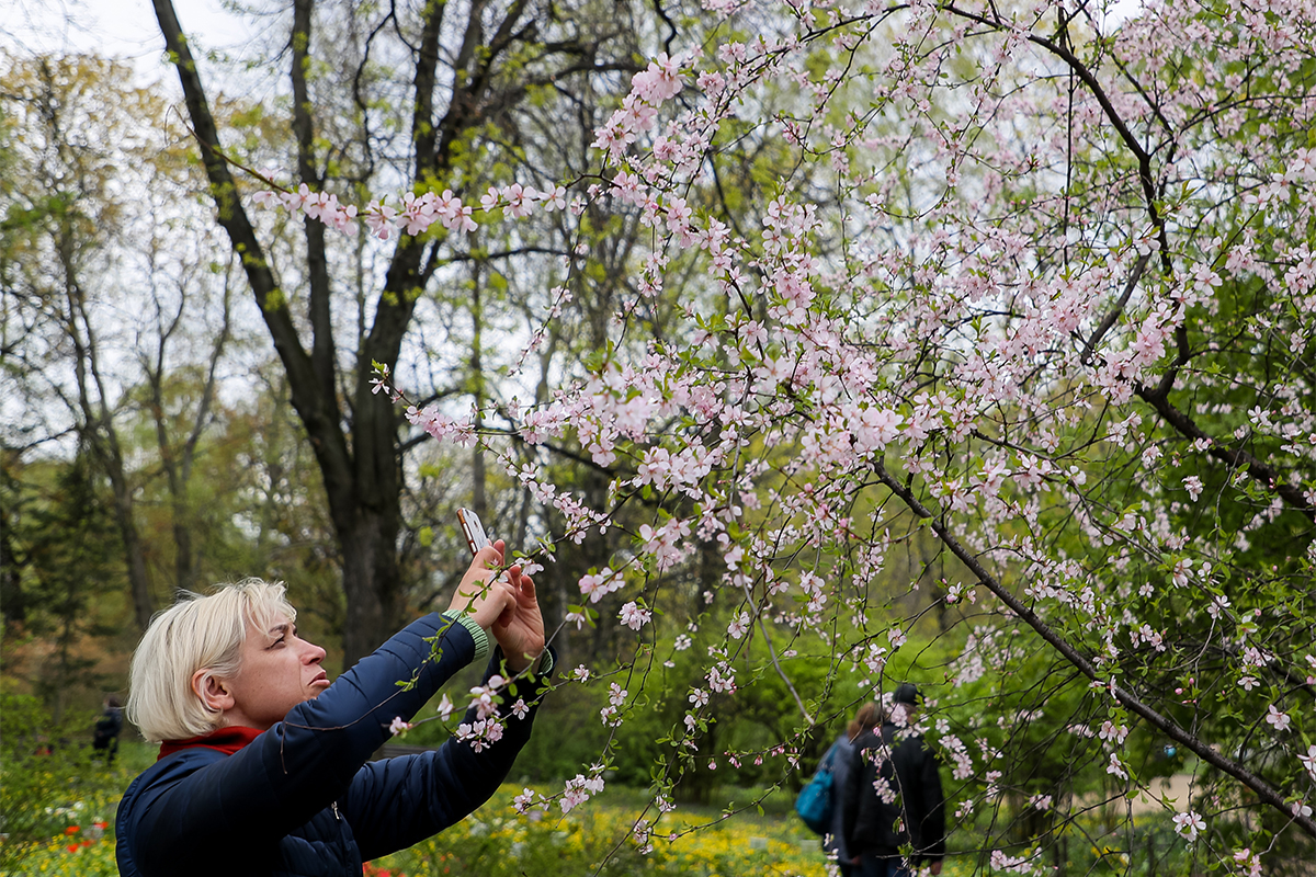 Где в Калининграде можно увидеть цветущие сакуры?