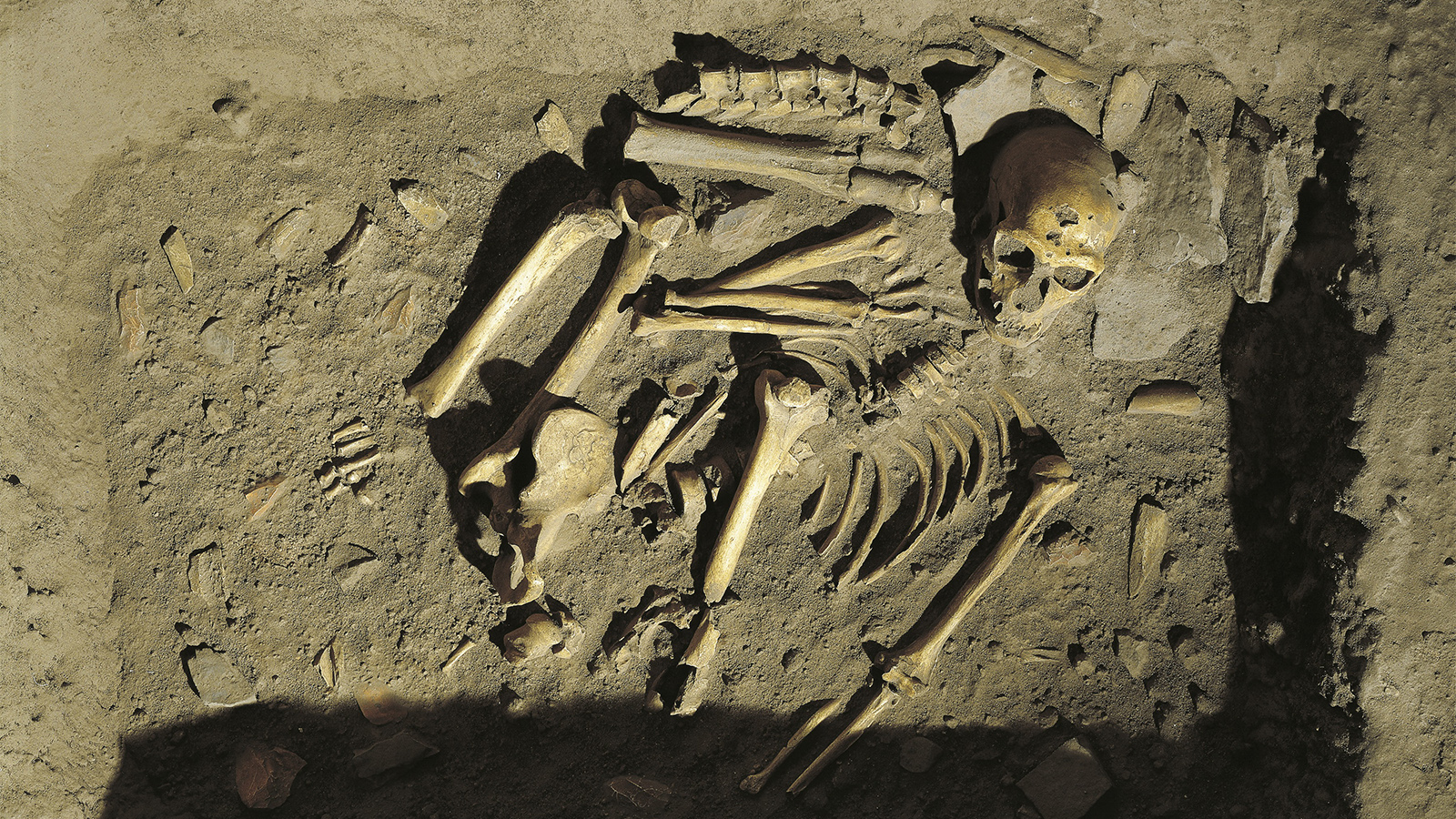 ДНК вымерших: как кости неандертальцев принесли биологу Нобелевскую премию  | Forbes.ru
