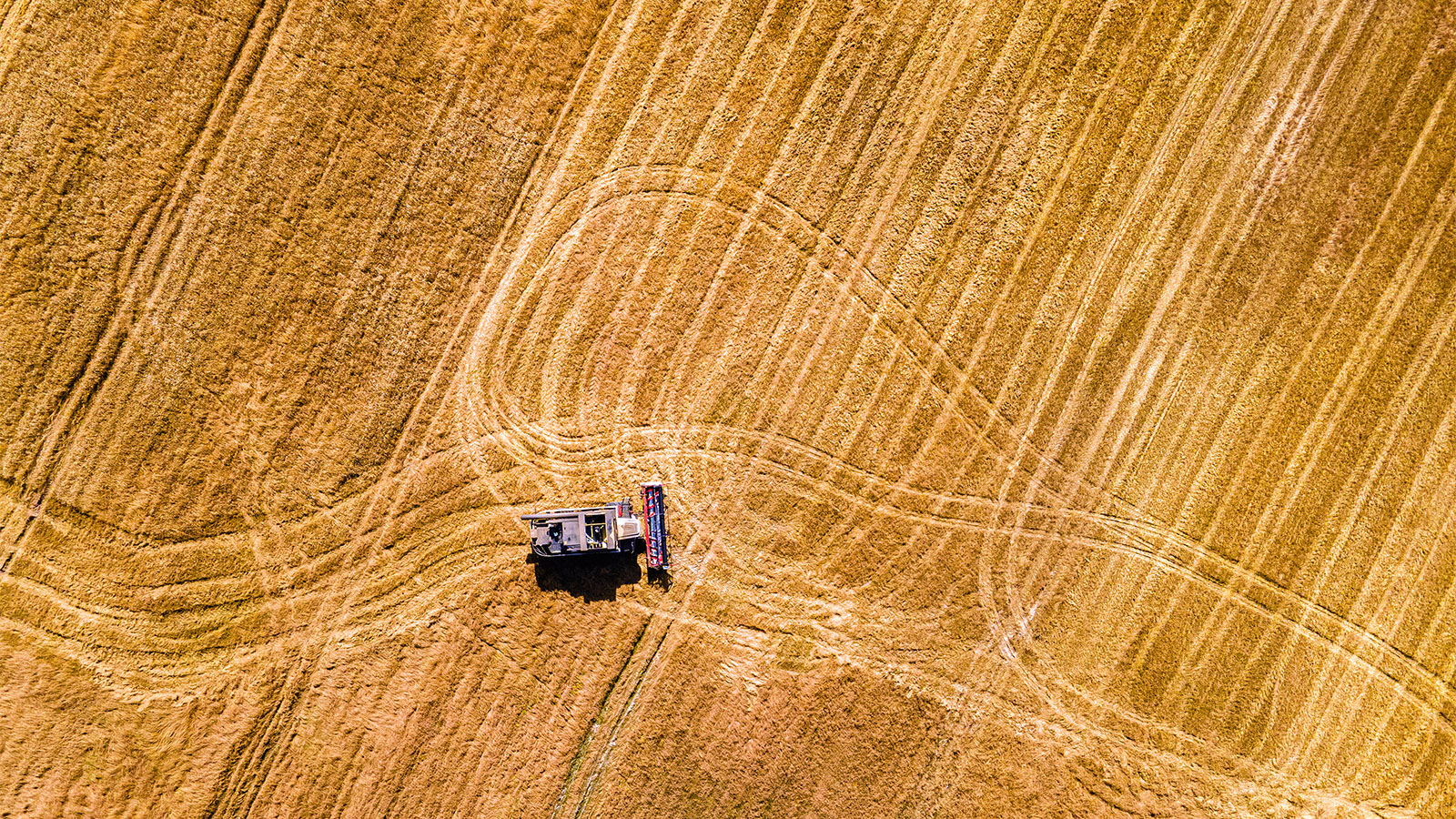 Россия ожидает рекордный урожай зерна: что будет с экспортом