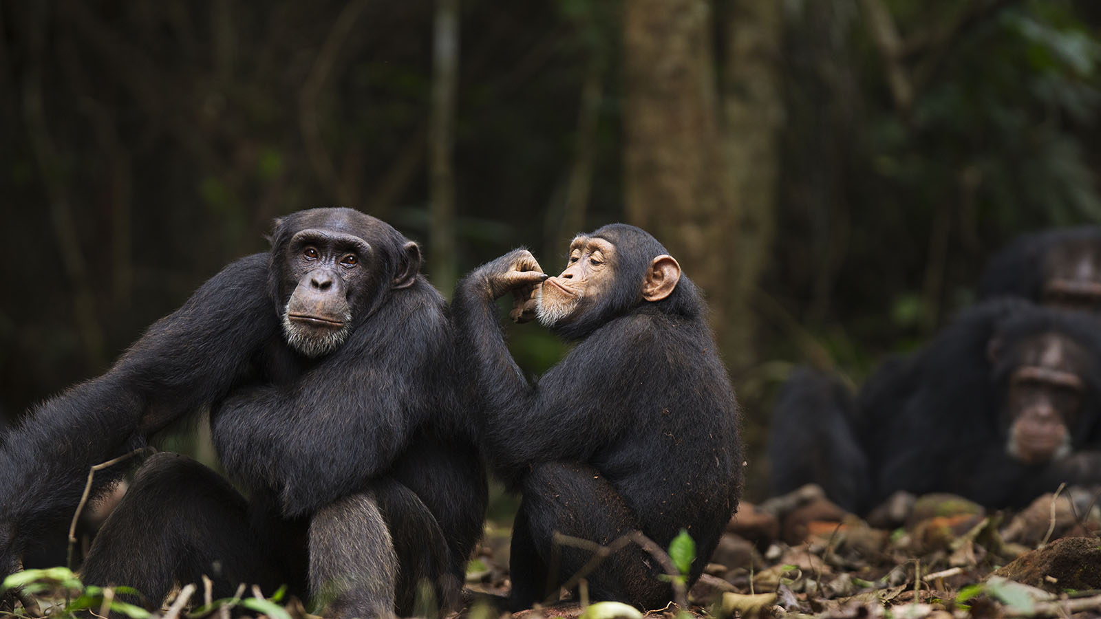 Все как у приматов: отрывок из книги о гендерных различиях у людей и обезьян