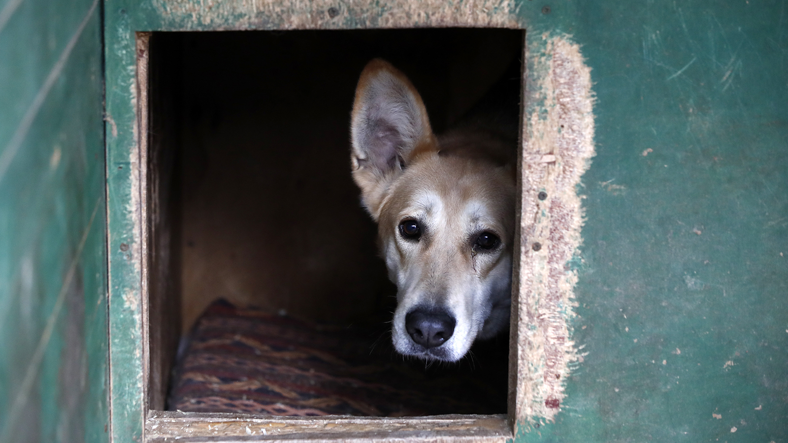 В Магаданской области разрешили усыпление больше 10 дней находящихся в приюте собак