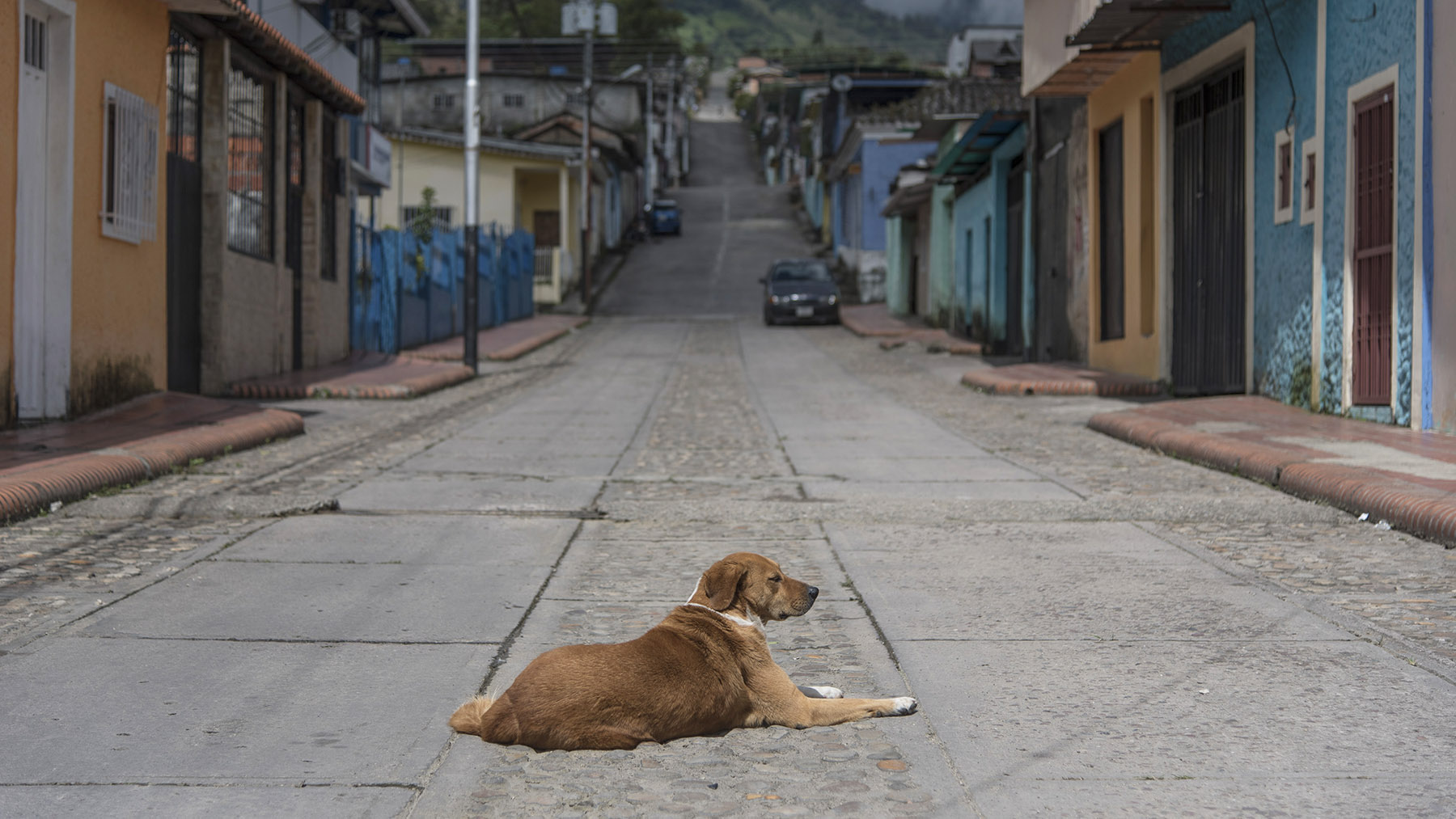 Симпатия: как построить приют для собак на фоне политического кризиса