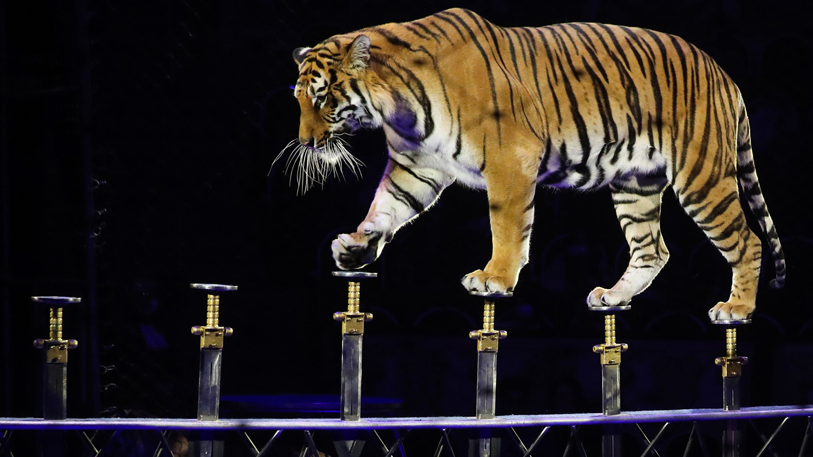 Петиция против использования животных в цирках собрала более 110 000 подписей