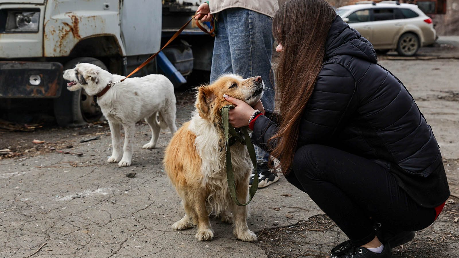 «По закону они просто вещи»: кто и как в России спасает животных во время катастроф