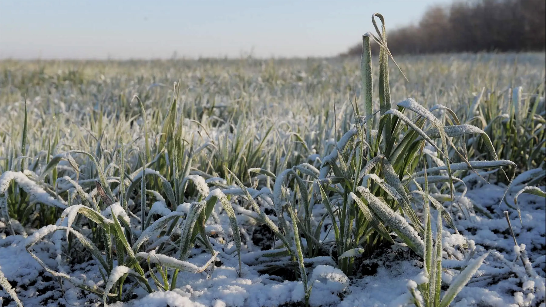 Гнев небесной канцелярии: засуха и заморозки лишат аграриев значительной части зерна