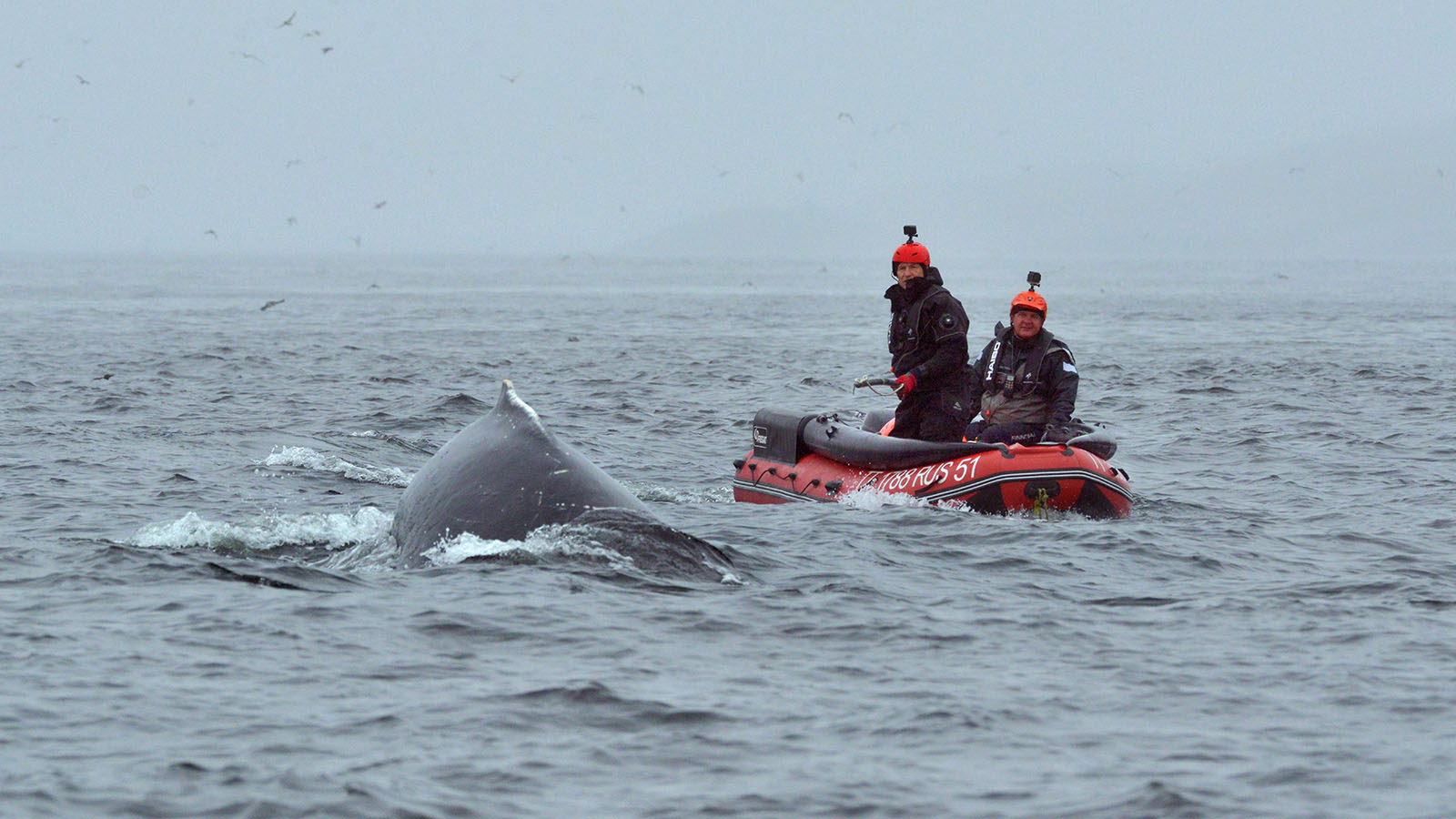 Спасти Станислава: как в России впервые вытащили кита из сетей и почему это произошло