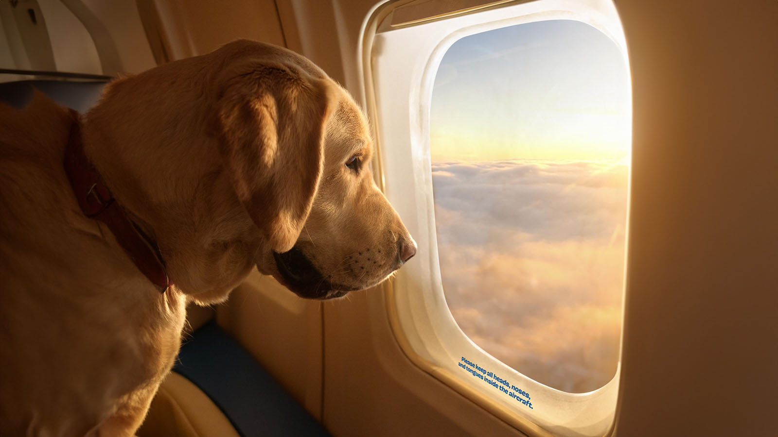 Хвостатый рейс: как компания Bark запустила первые в мире авиалинии для собак