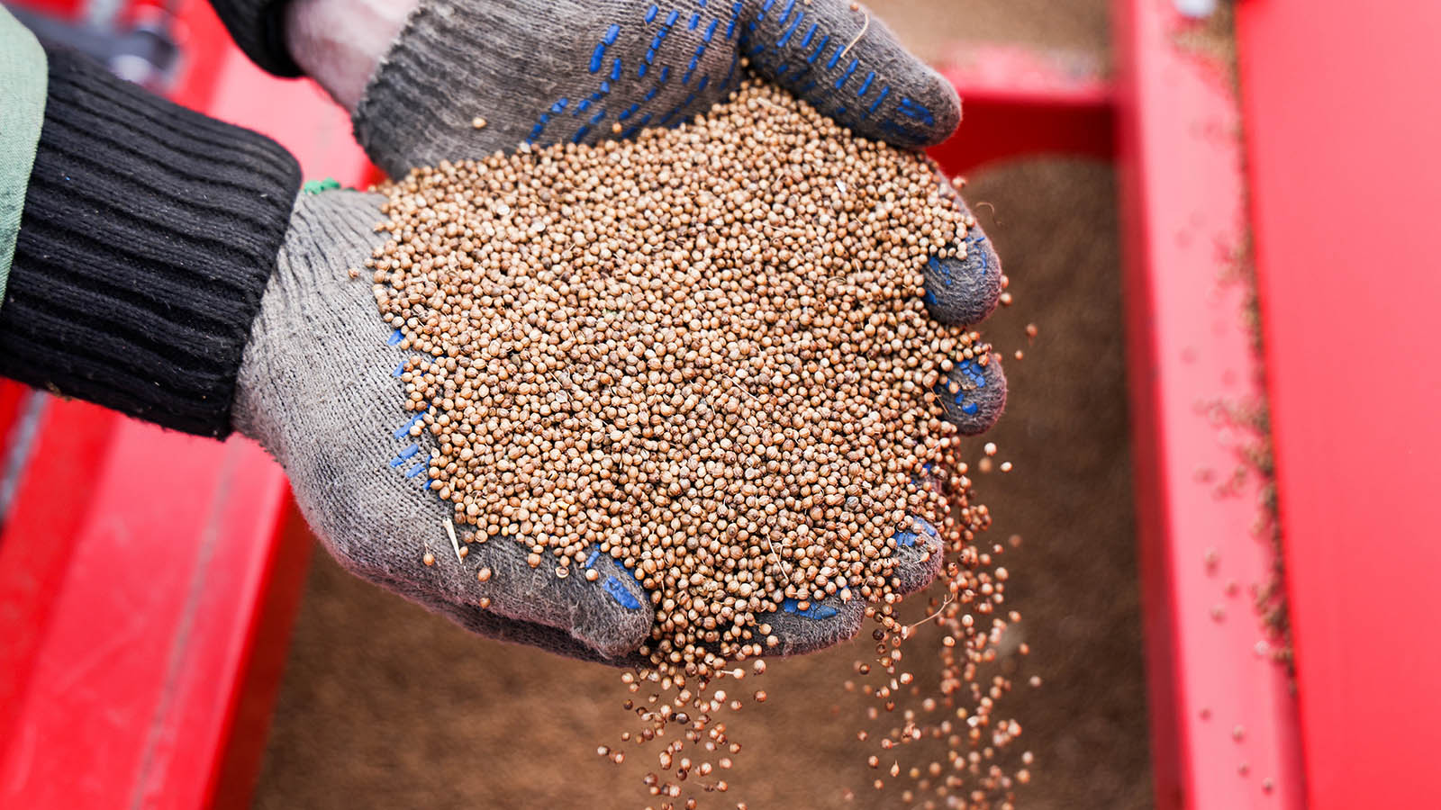 Липа вместо кукурузы: зачем аграрии покупают контрафактные семена и химию