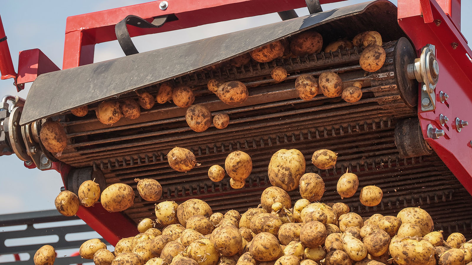 Мороз, жара и низкая рентабельность: почему Россия потеряла часть урожая картофеля