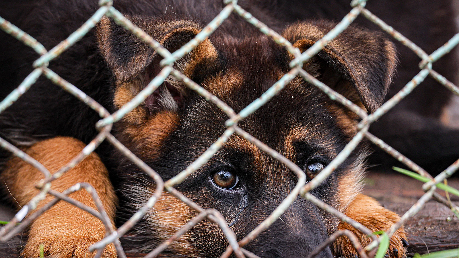 Комитет Госдумы одобрил проект о штрафах за неправильное содержание животных
