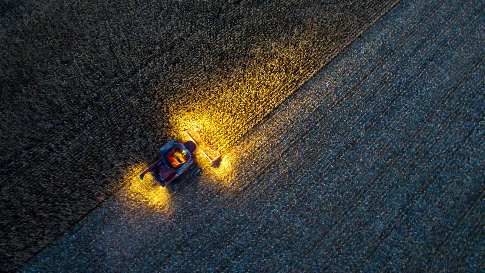 Золотой початок: цены на кукурузу в России выросли на 20%, хотя в мире снижаются