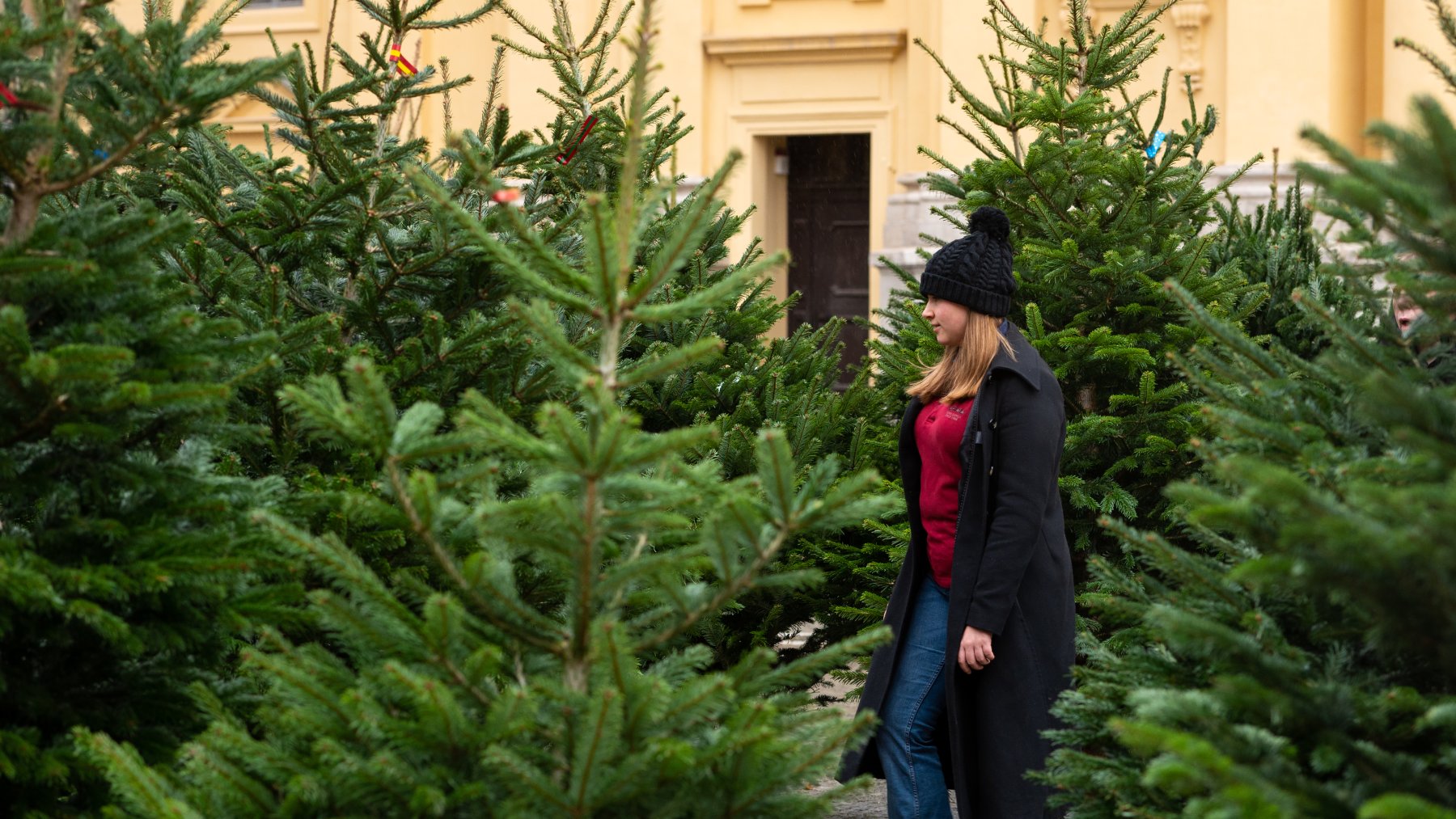 Натуральная и пластиковая: как выбрать лучшую новогоднюю елку