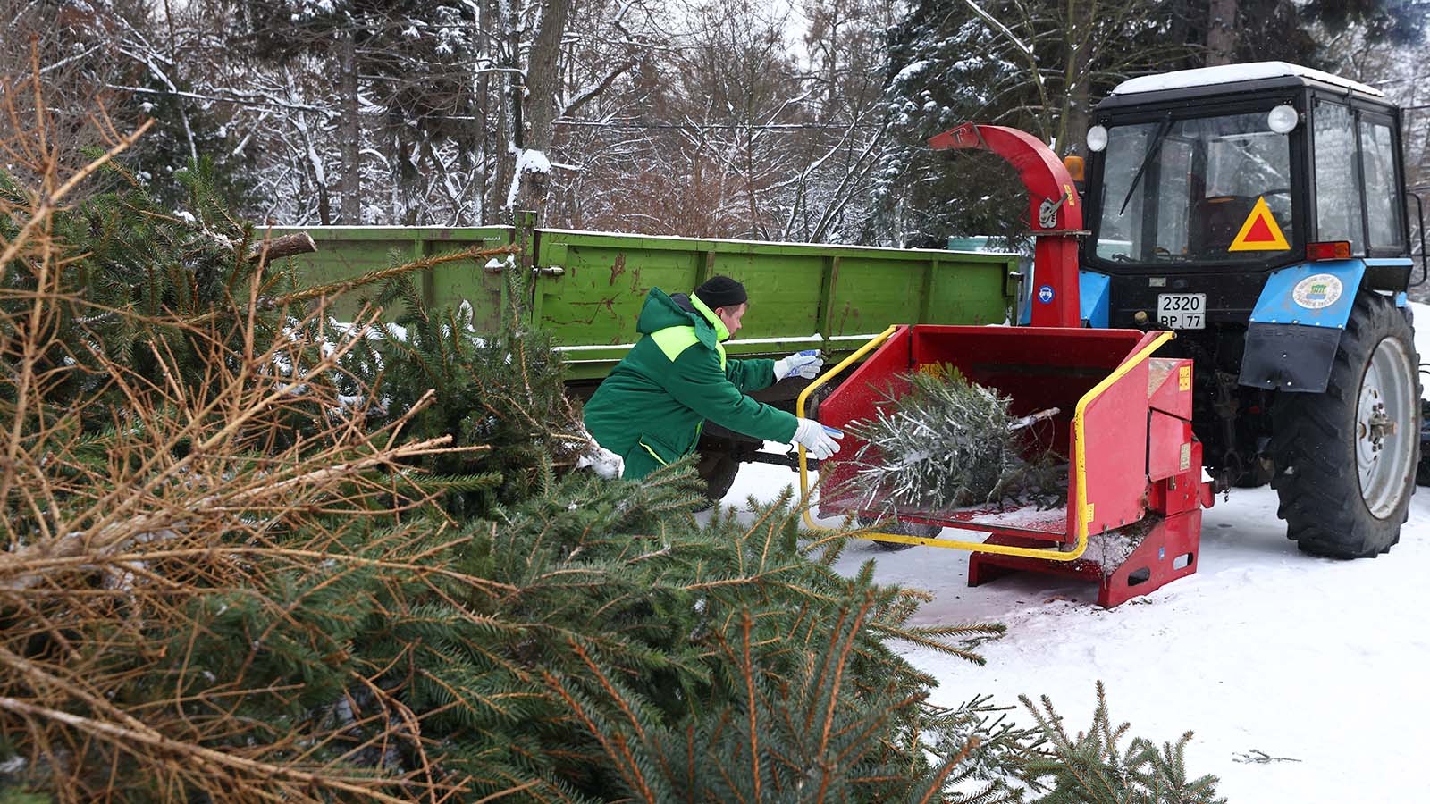 Более 40% россиян планируют сдать живую елку на переработку после праздников