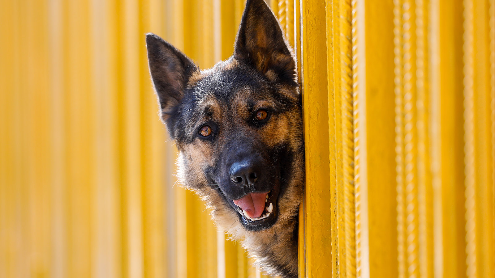 Учтенный друг: что нужно знать о регистрации домашних животных в Подмосковье